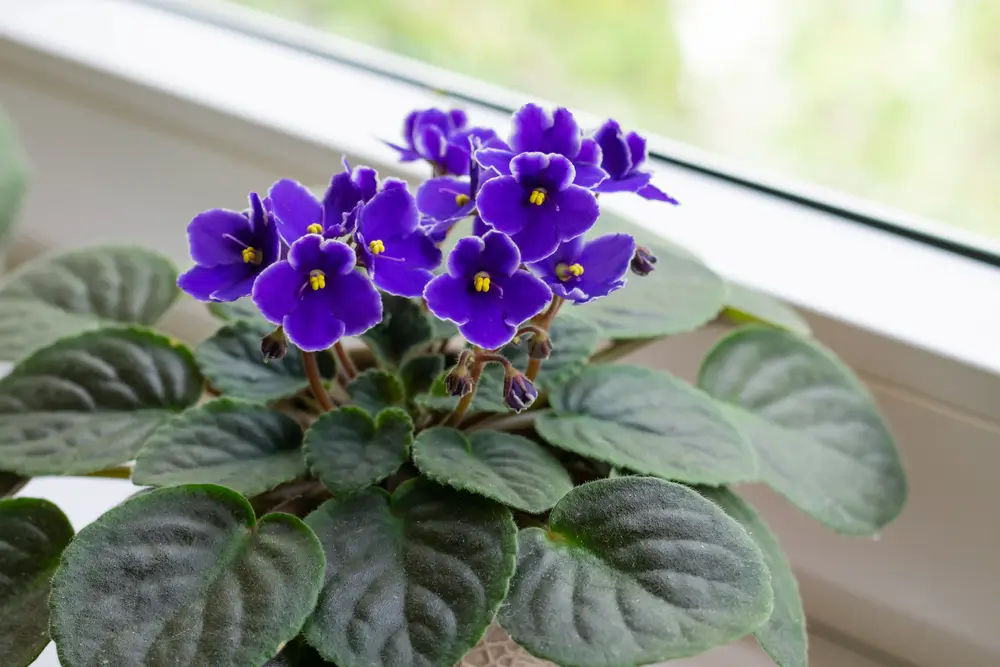 African Violet plant